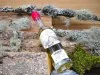 Génépi Branche - 35 cl Génépi Branche - 35 cl