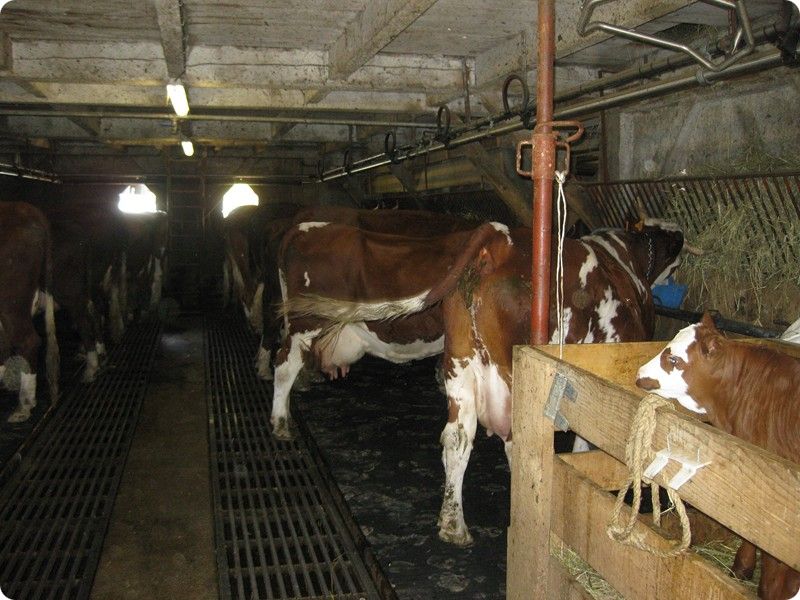 traite des vaches pour le reblochon fermier