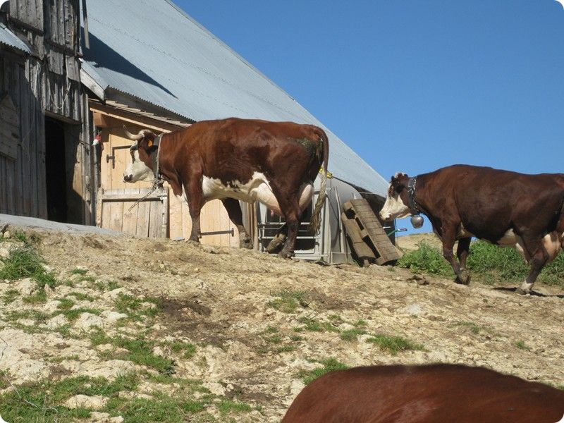 les vaches vont à la traite