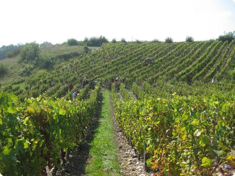 vin de savoie