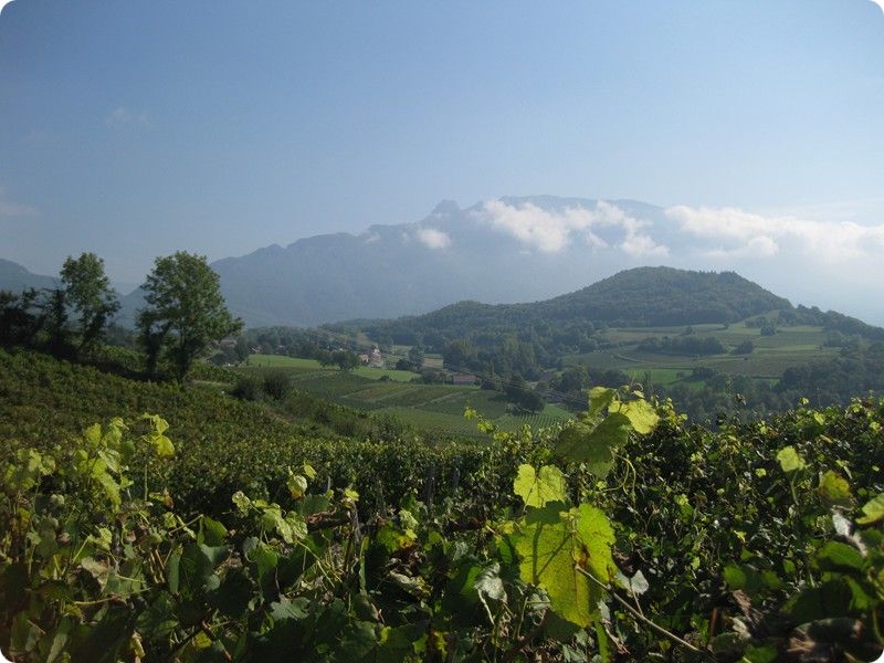 vin de savoie