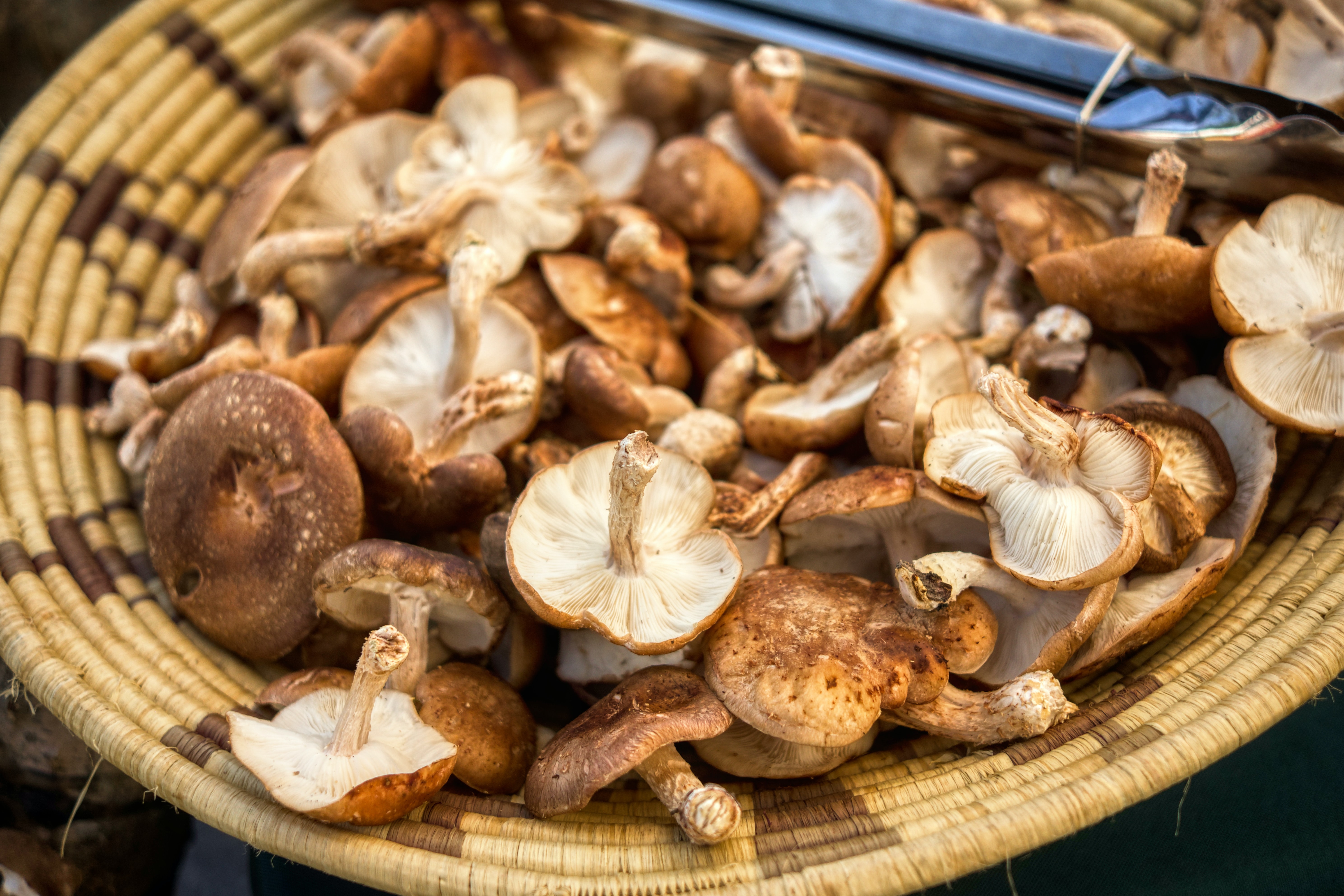 Connaître et reconnaître les champignons